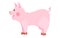 Pink painted young pig bright flat