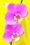 Pink pair of phalaenopsis orchids close up