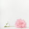 Pink pale flower on white background, front view. Layout or greeting card for Mothers day, wedding