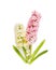 Pink pale hyacinth on white background