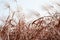 Pink pampas grass close-up, a natural texture and background.