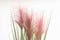 Pink Pampas Grass or Cortaderia on white background