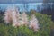 Pink pampas grass flower heads, Cortaderia jubata