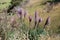 Pink Pampas Grass growing wild in New Zealand