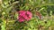 pink panama rose flowers in the garden