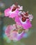 Pink pansy orchids blooming in the spring
