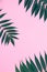 Pink paper background with palm branch and leaves, frame with green twig, tropical wallpaper, summer mockup. Flat lay composition