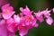 pink paper flowers, Kalimantan, Indonesia