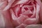 Pink Paper Rose