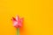 Pink paper tulip on orange background