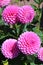 Pink Paradise Dahlia Flowers Growing in a Garden