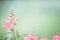 Pink park flowers on blurred natural background, space for text