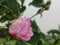 Pink park rose flower in raindrops