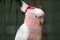 Pink parrot head close up. Lophochroa leadbeateri Cacatua. Major Mitchell`s Cockatoo. Lophocroa leadbeateri