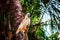 Pink parrot in tropical forest