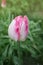 Pink parrot tulip closeup