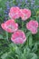 Pink parrot tulip closeup