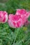 Pink parrot tulip closeup