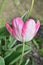 Pink parrot tulip closeup