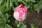 Pink parrot tulip closeup