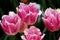Pink Parrot Tulips