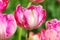 Pink parrot tulips with variety Diana Ross