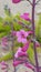 Pink Parry's Penstemon Hummingbird Flowers in Arizona Garden