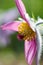 Pink Pasque flower Pulsatilla, Anemone in spring sunlight