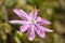 pink Passiflora tarminiana flower