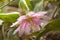 Pink Passiflora tarminiana flower