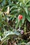 Pink passionflower on a vine