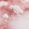 Pink pastel image roses flowers soft background