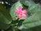 A pink patels flower with geern leaf.