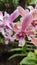 pink and patterned hybrid dendrobium orchid close-up with bokeh effect