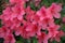 Pink Peach Azalea Blooms