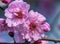 Pink Peach Blossom Blooming Macro Washington