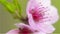 Pink peach blossom on a branch in a shallow depth of field