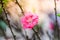 Pink peach blossom - Close up of pink flower on the branches on blurred nature background