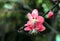 Pink peach blossoms showing veins