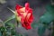 Pink and peach colored rose covered with drops of rain from storm passing by