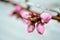 Pink peach flower on branch