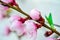 Pink peach flower on branch