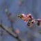 Pink peach flowers begin blooming in the garden. Beautiful flowering branch of peach on blurred garden background