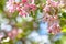 Pink peach flowers on the green branch in fair weather. Pastel color spring background with copy space