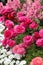 Pink and Peach Ranunculus, White Candytuft and Pink Snapdragon Flowers in a Garden