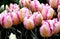Pink and Peach striped Tulips