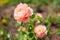 Pink peachy rose Elizabeth Stuart blooming in summer garden. Massad french selection roses flowers