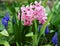 Pink Pearl and Armenian Grape Hyacinth at bloom spring season garden details