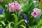 Pink Pearl and Armenian Grape Hyacinth flowering in garden