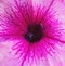 Pink pelargonium blossom. Beautiful details of flower.